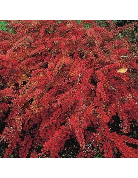 Berberys Thunberga Red Carpet Berberis thunbergii