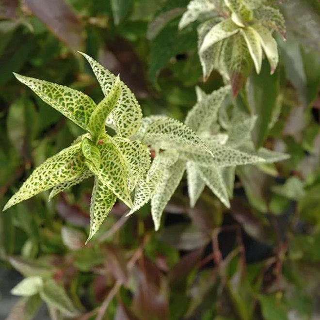 Forsycja zielona Kumson Forsythia viridissima