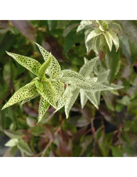 Forsycja zielona Kumson Forsythia viridissima