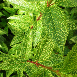 Kumson Forsycja zielona Forsythia viridissima