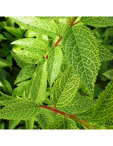 Kumson Forsycja zielona Forsythia viridissima