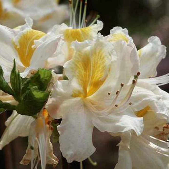 Azalia wielkokwiatowa Sonja Rhododendron (Exbury)