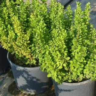 Berberis thunbergii Berberys Thunberga Powwow 2
