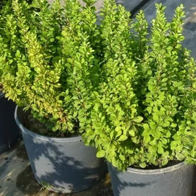 Berberys Thunberga Powwow Berberis thunbergii