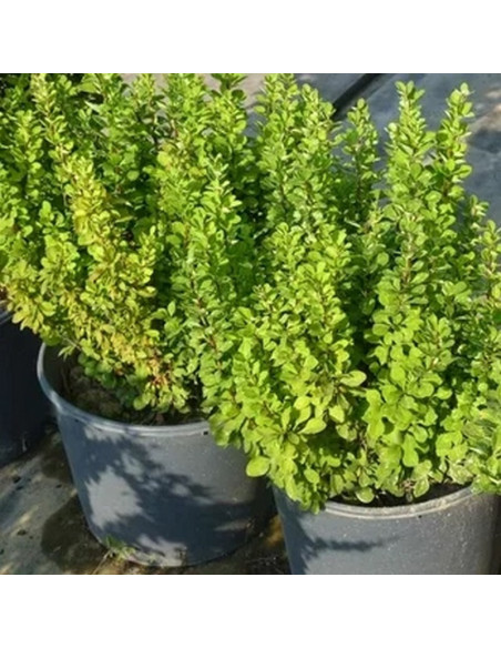 Berberys Thunberga Powwow Berberis thunbergii