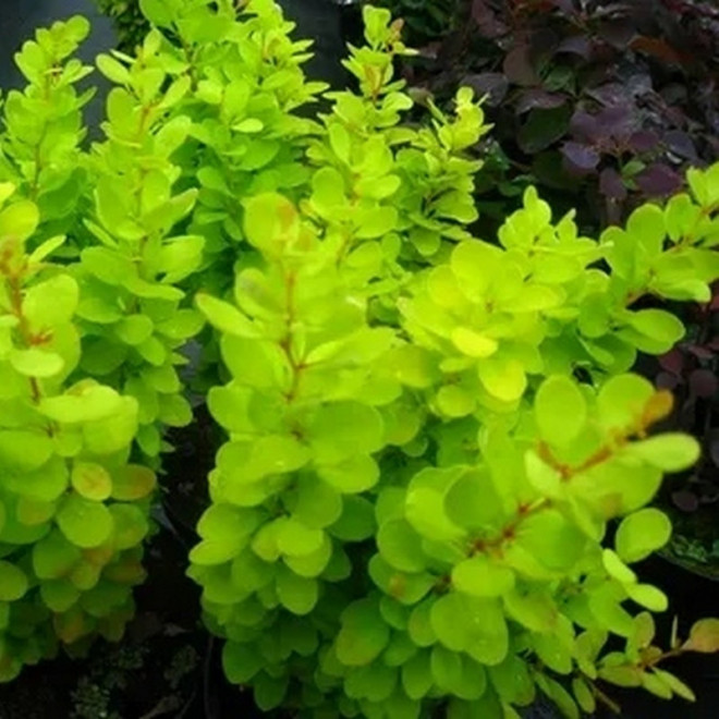 Berberys Thunberga Powwow Berberis thunbergii