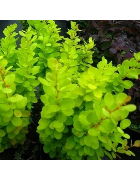 Berberys Thunberga Powwow Berberis thunbergii