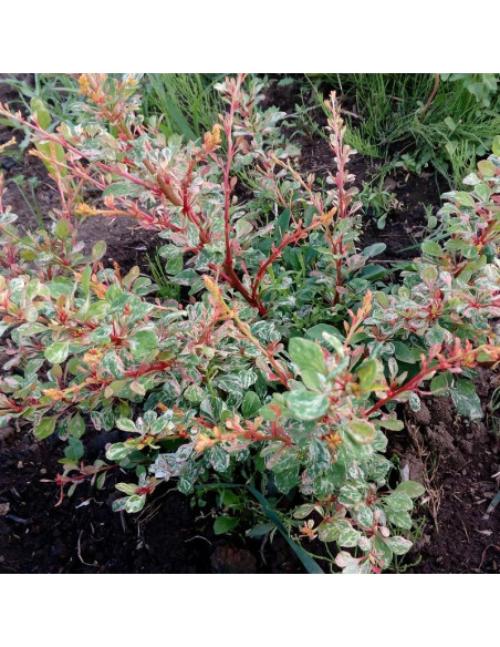 Natasza PBR Berberys Thunberga Berberis thunbergii