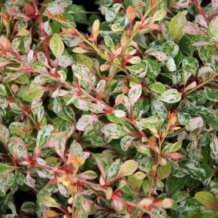 Natasza PBR Berberys Thunberga Berberis thunbergii 2