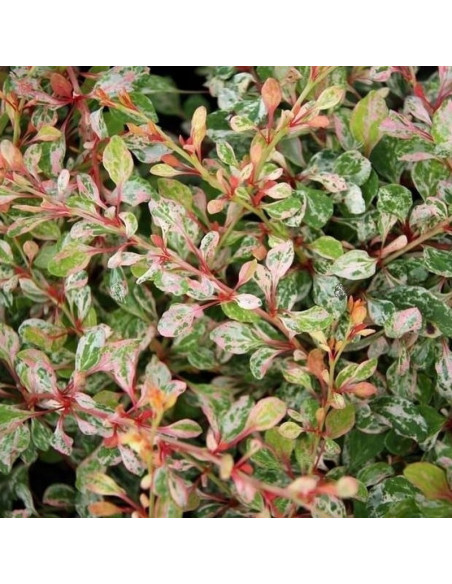 Berberis thunbergii Berberys Thunberga Natasza PBR