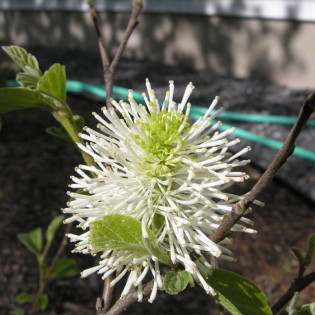 Blue Mist Fotergilla Gardena Fothergilla gardenii