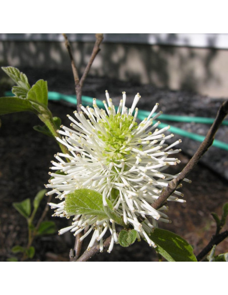 Blue Mist Fotergilla Gardena Fothergilla gardenii