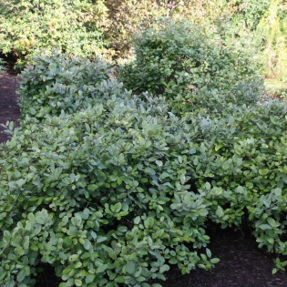 Blue Mist Fotergilla Gardena Fothergilla gardenii 2