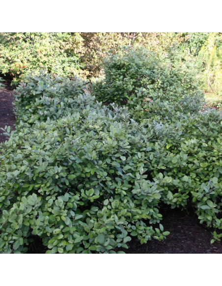 Fotergilla Gardena Blue Mist Fothergilla gardenii