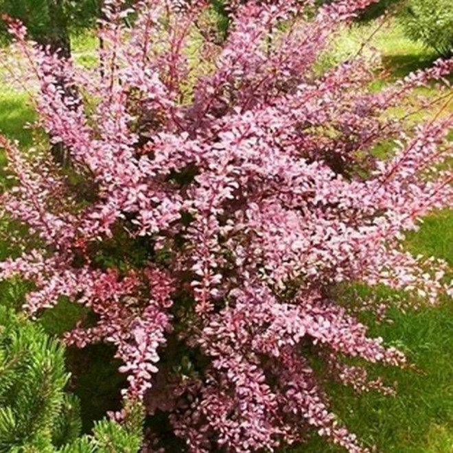 Berberis thunbergii Berberys Thunberga Pink Queen