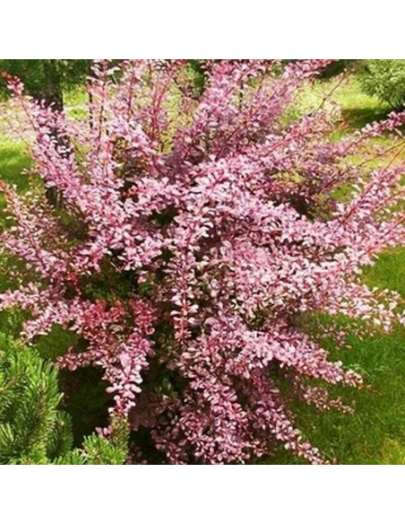 Berberis thunbergii Berberys Thunberga Pink Queen