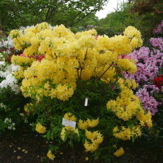 Azalia wielkokwiatowa Sonnenkopfchen Rhododendron