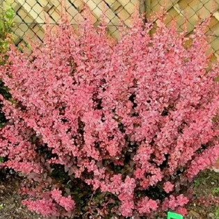 Berberis thunbergii Berberys Thunberga Pink Queen 2