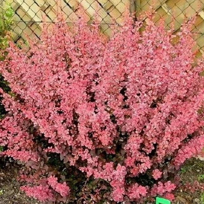 Berberys Thunberga Pink Queen Berberis thunbergii