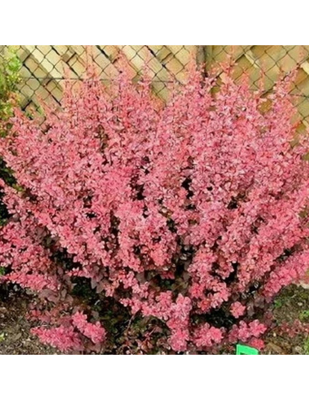 Berberys Thunberga Pink Queen Berberis thunbergii