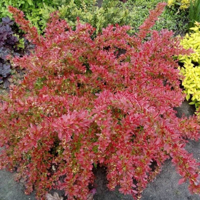 Berberis thunbergii Berberys Thunberga Orange Dream PBR