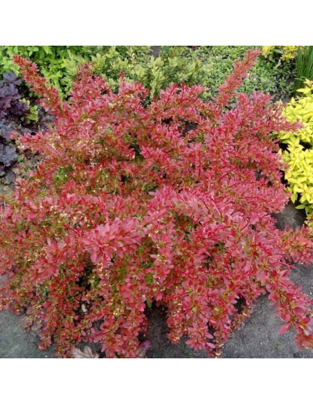 Berberis thunbergii Berberys Thunberga Orange Dream PBR