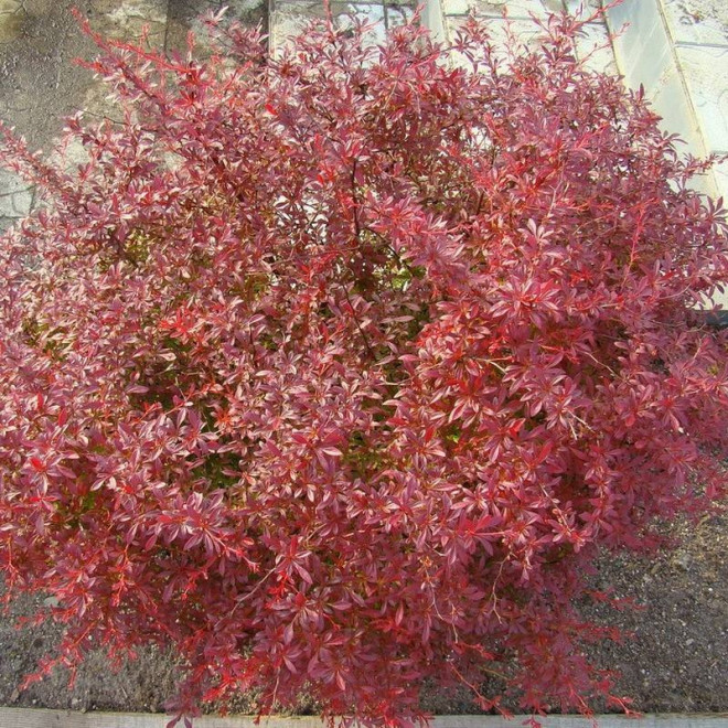 Orange Dream PBR Berberys Thunberga Berberis thunbergii