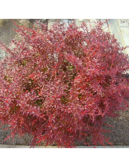 Orange Dream PBR Berberys Thunberga Berberis thunbergii