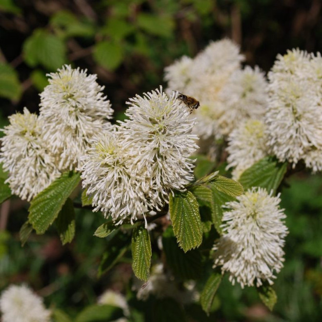 Fotergilla większa Fothergilla major