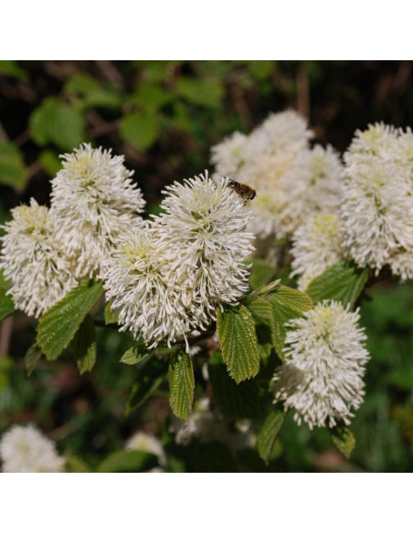Fotergilla większa Fothergilla major