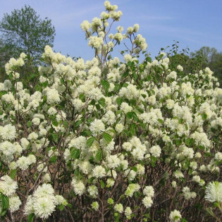 Fotergilla większa Fothergilla major 2