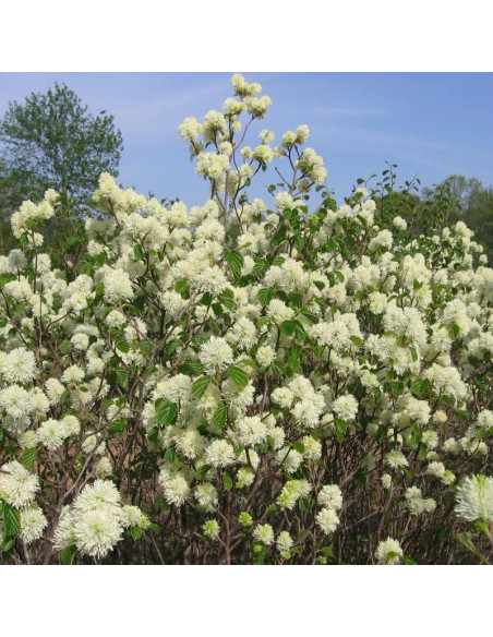 Fothergilla major Fotergilla większa