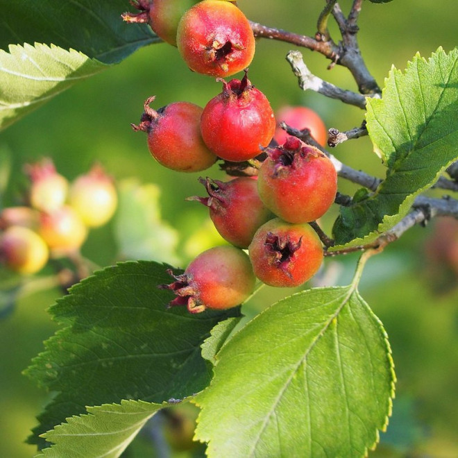 Głóg jadalny strzępolistny Crataegus