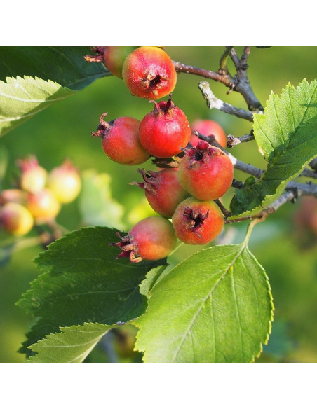Głóg jadalny strzępolistny Crataegus