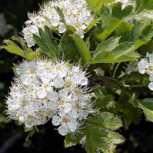 Głóg jadalny strzępolistny Crataegus 2