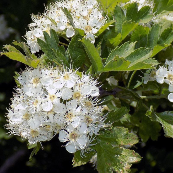 Crataegus Głóg jadalny strzępolistny