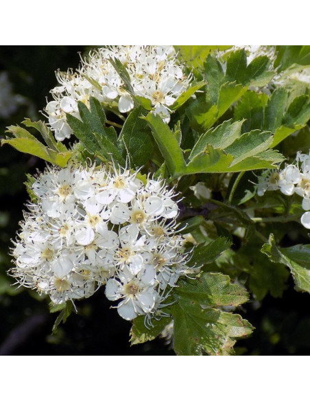 Crataegus Głóg jadalny strzępolistny