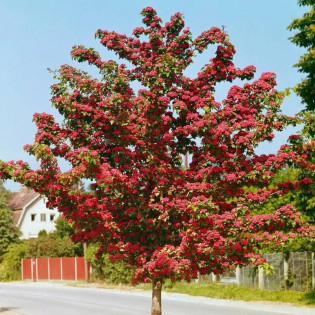 Paul's Scarlet Głóg pośredni Crataegus 2