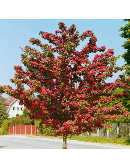 Głóg pośredni Paul's Scarlet Crataegus