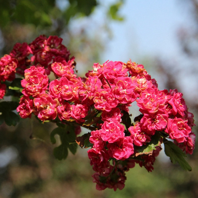 Paul's Scarlet Głóg pośredni Crataegus