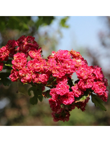 Paul's Scarlet Głóg pośredni Crataegus