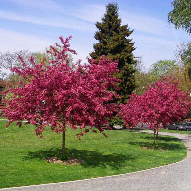Crataegus Głóg pośredni Paul's Scarlet