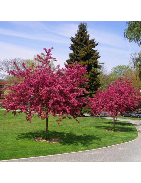 Crataegus Głóg pośredni Paul's Scarlet