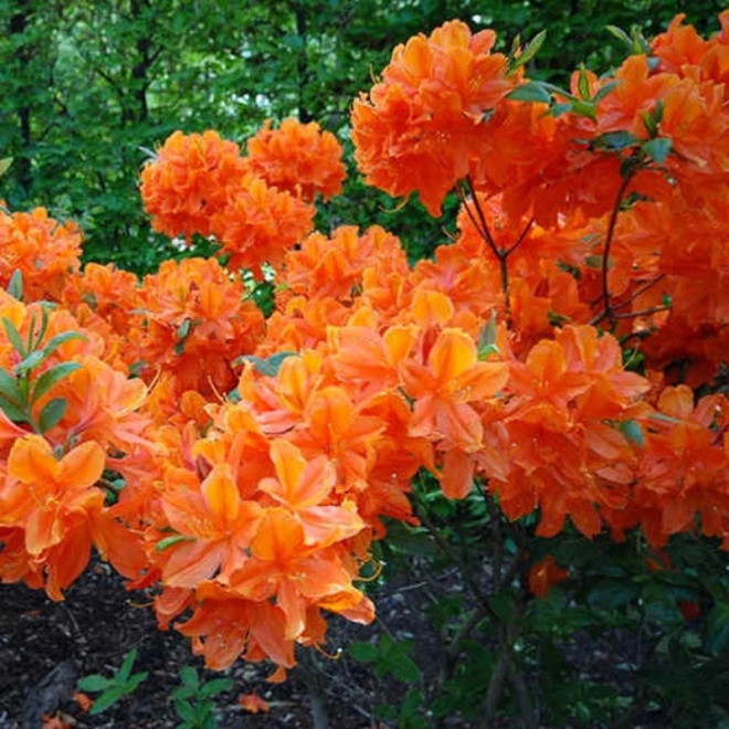 Azalia wielkokwiatowa Spek's Orange Rhododendron mollis