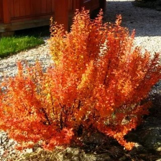 Berberis thunbergii Berberys Thunberga Orange Sunrise 2