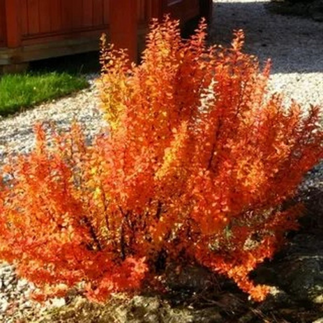 Berberys Thunberga Orange Sunrise Berberis thunbergii