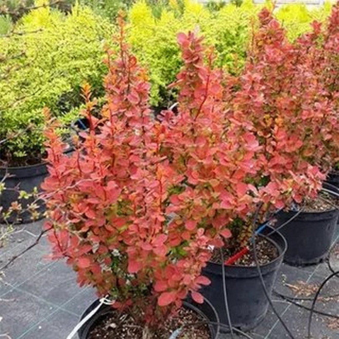 Berberis thunbergii Berberys Thunberga Orange Sunrise