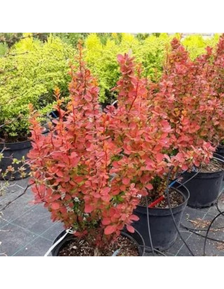 Berberis thunbergii Berberys Thunberga Orange Sunrise