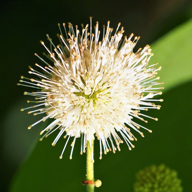 Guzikowiec zachodni Cephalanthus occidentalis