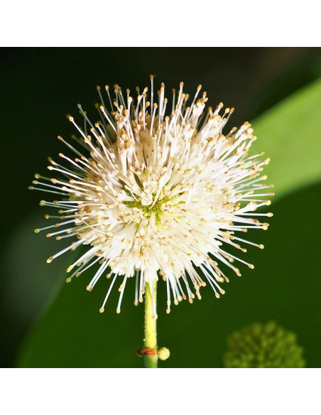 Guzikowiec zachodni Cephalanthus occidentalis